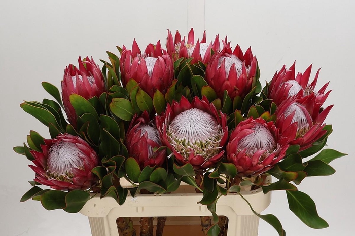 <h4>Protea Cynaroides Madiba</h4>