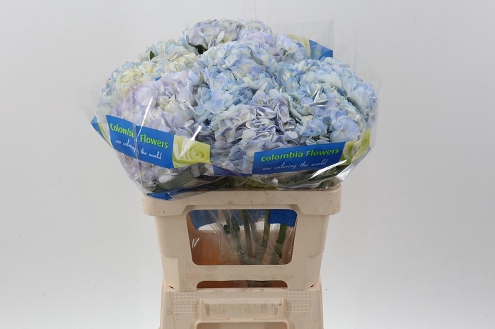 <h4>Hydr LilacBlush Select</h4>