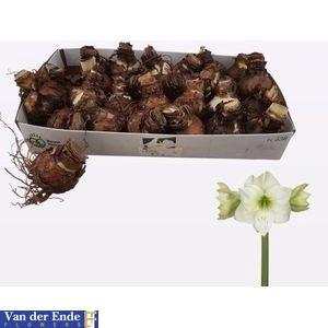 Bloembol Hippeastrum