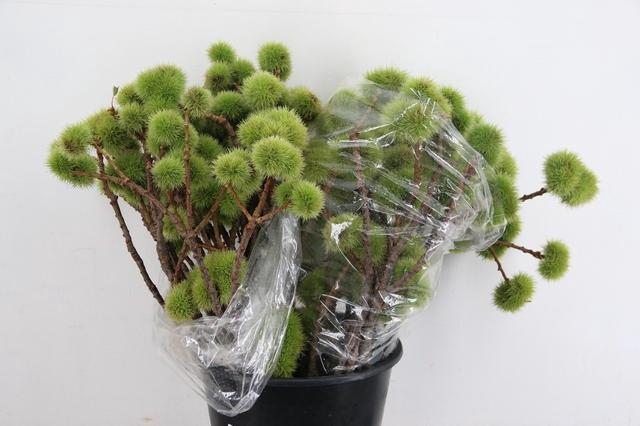 <h4>CASTANEA SATIVA VRUCHT</h4>