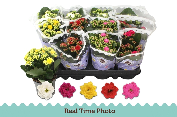 <h4>KAL GE GEM 5 KL</h4>