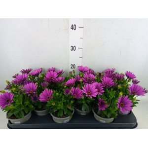 Osteospermum  'Senorita Tanja'