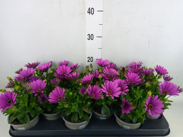 <h4>Osteospermum  'Senorita Tanja'</h4>