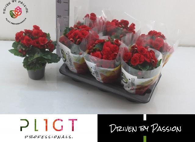 <h4>BEG DU BALADIN</h4>