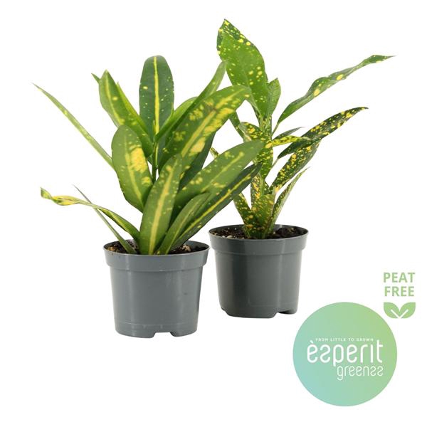 <h4>Codiaeum Mix 2 srt.</h4>