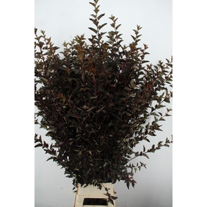 PHYSOCAR OP DIABOLO BLAD XXL