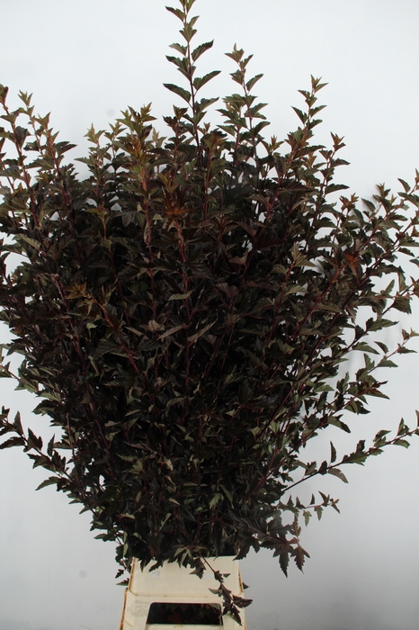 <h4>PHYSOCAR OP DIABOLO BLAD XXL</h4>