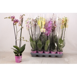PHAL GEM 7 KL