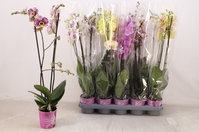<h4>PHAL GEM 7 KL</h4>