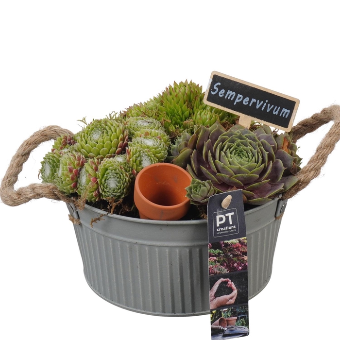 <h4>PTS7349 Arrangement Sempervivum in metalen pot</h4>