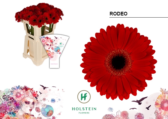 <h4>GE GR Rodeo emmer hoes x40</h4>