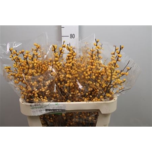 Ilex Ve Golden Verboom