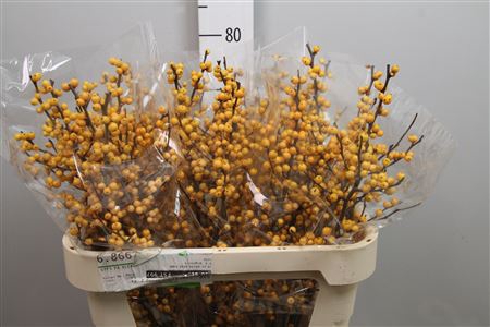 <h4>Ilex Ve Golden Verboom</h4>