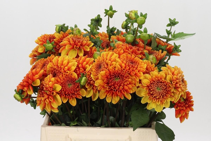 Dahlia American Sunset