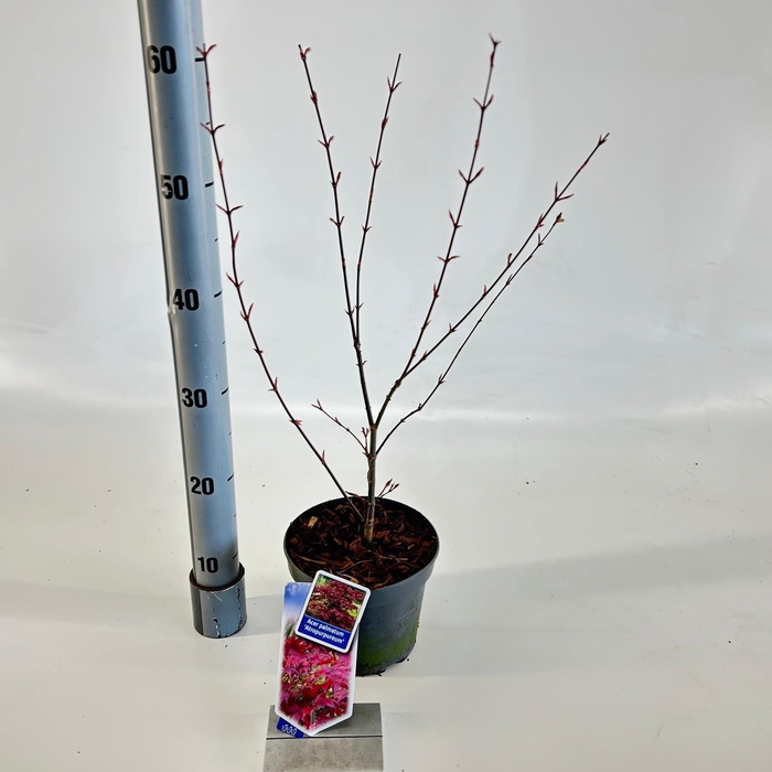 Acer palmatum Atropurpureum