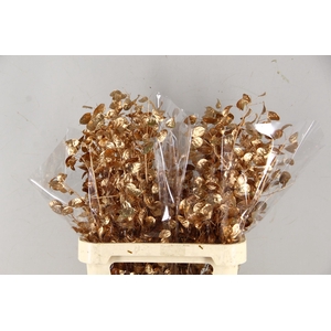 DF Lunaria Bs Antique Gold