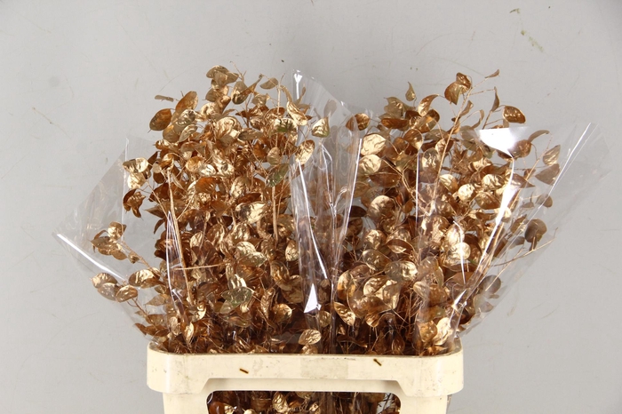 <h4>DF Lunaria Bs Antique Gold</h4>