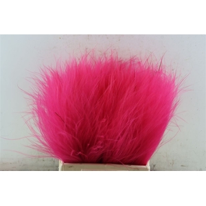 Dried Stypha Cerise(10 Toef) Bunch