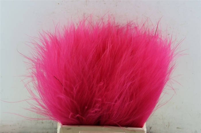 <h4>Dried Stypha Cerise(10 Toef) Bunch</h4>