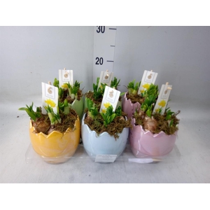 Arr.  Narcissus Tete Tete H%