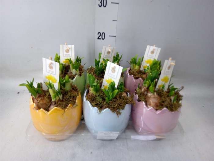 <h4>Arr. Narcissus Tete Tete H%</h4>