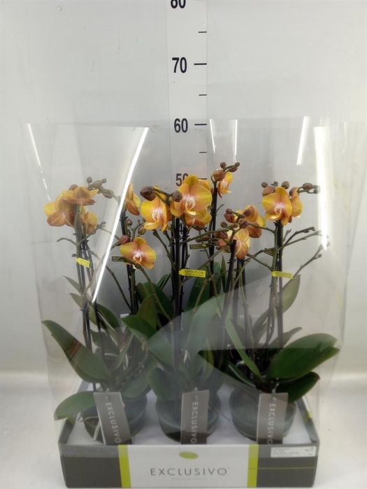 <h4>Phalaenopsis multi. 'Ant Las Vegas'</h4>