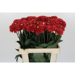 Dahlia Orange Fox