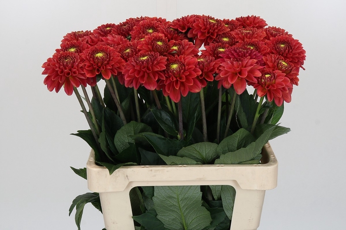 <h4>Dahlia Orange Fox</h4>