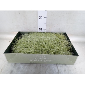 Tillandsia usneoides