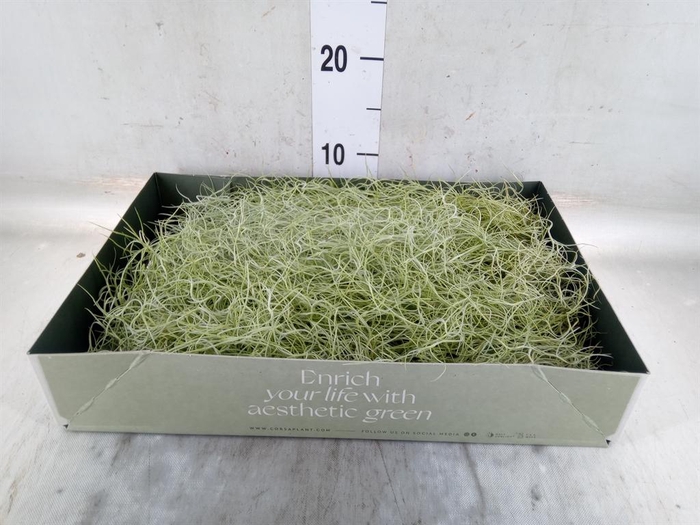 <h4>Tillandsia usneoides</h4>