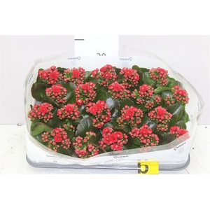 Kalanchoe Calandiva Rood
