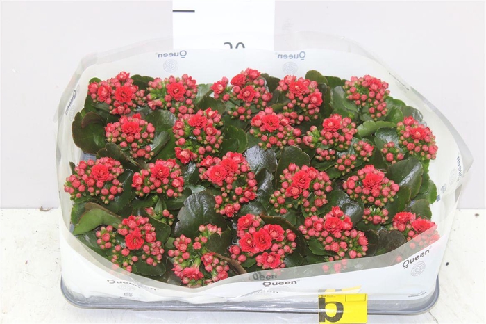 <h4>Kalanchoe Calandiva Rood</h4>