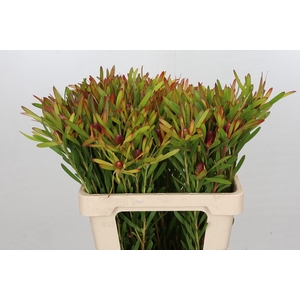 Leucadendron Ayoba Cherry Pearl