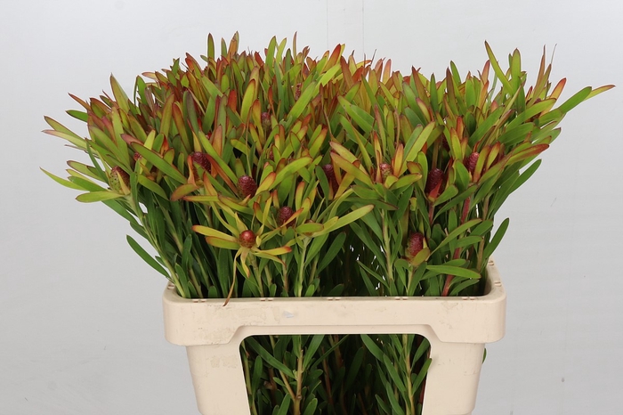 <h4>Leucadendron Ayoba Cherry Pearl</h4>