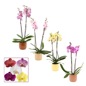 Phalaenopsis 2 tak 14+ mix in Liam (Coffee blend-collection)