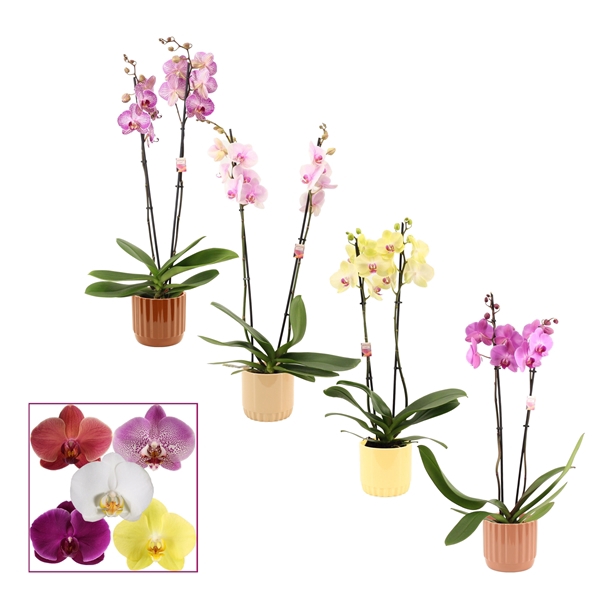 <h4>Phalaenopsis 2 tak 14+ mix in Liam (Coffee blend-collection)</h4>