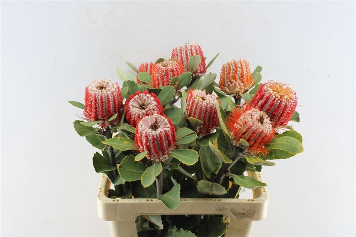 <h4>Banksia Coccinea</h4>