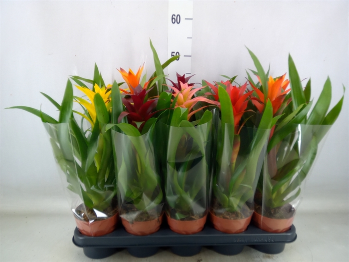 <h4>Guzmania   ...mix</h4>