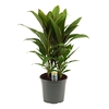 Cordyline Salsa toef 19 cm