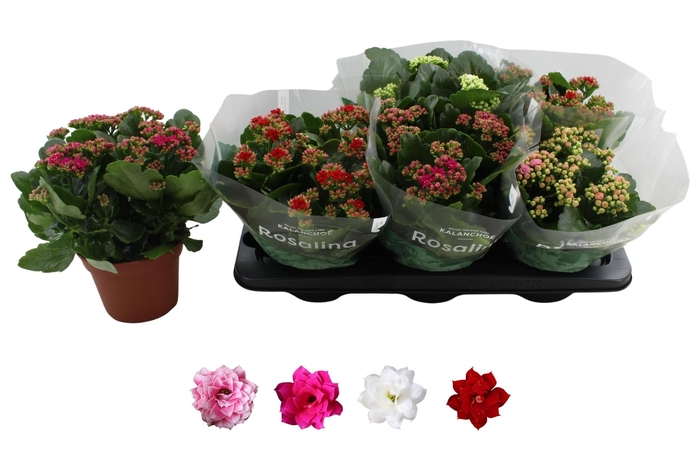 <h4>KAL GE RO GEM 4 KL</h4>