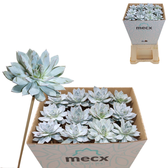 Echeveria Blue Star (mecx Flowers) Mecx-emmer 8cm