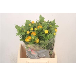 Ran N Moderna Sorrento