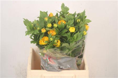 <h4>Ran N Moderna Sorrento</h4>