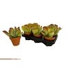 Kalanchoe Thyrsifl In Terra Cotta