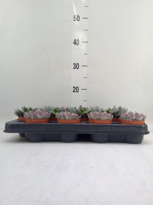 <h4>Echeveria   ...mix</h4>