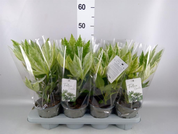 <h4>Fatsia japonica 'Variegata'</h4>