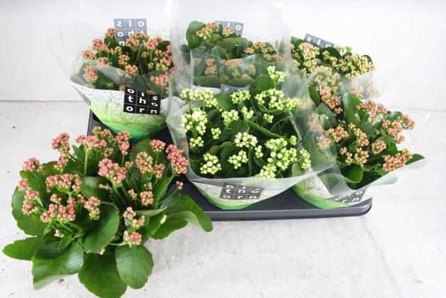 <h4>KAL GE GEM 5 KL</h4>