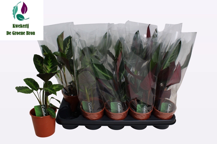 <h4>CALAT GEM 2 SRT</h4>