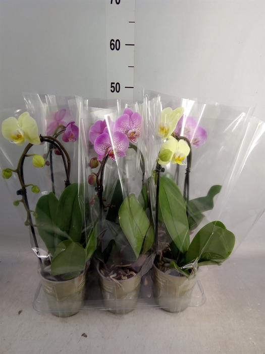 <h4>Phalaenopsis  'Elegant Cascade'</h4>