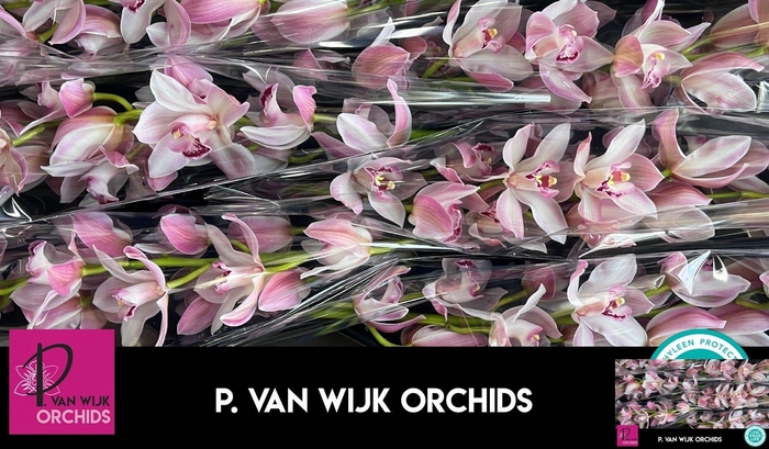 <h4>CYMB T JOAL</h4>